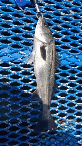 フッコ（マルスズキ）の釣果