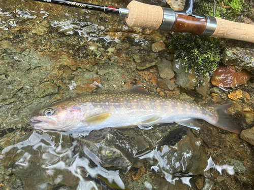 イワナの釣果