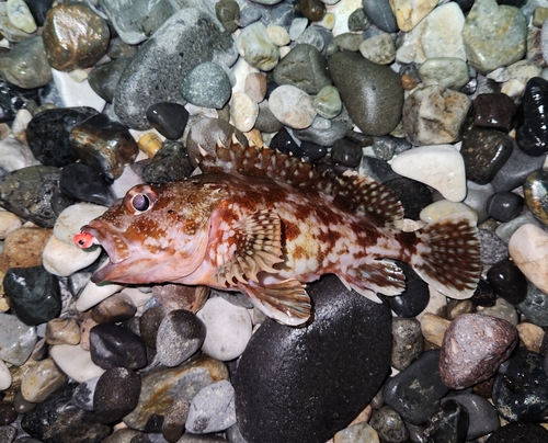 カサゴの釣果