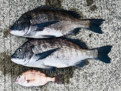 クロダイの釣果