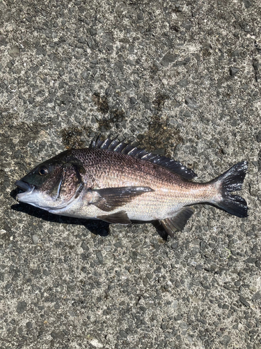 クロダイの釣果