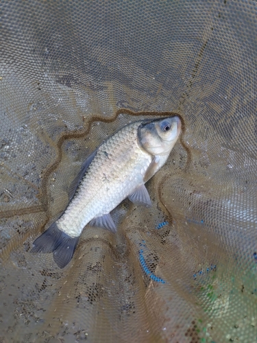 マブナの釣果