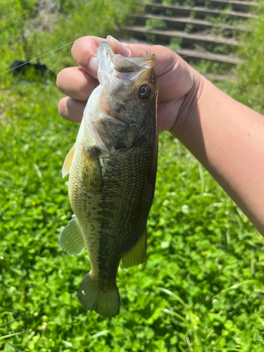 ラージマウスバスの釣果