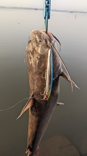 アメリカナマズの釣果