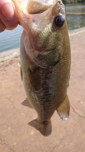 ラージマウスバスの釣果