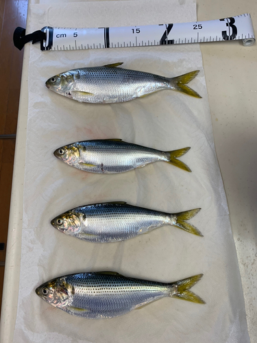 コノシロの釣果