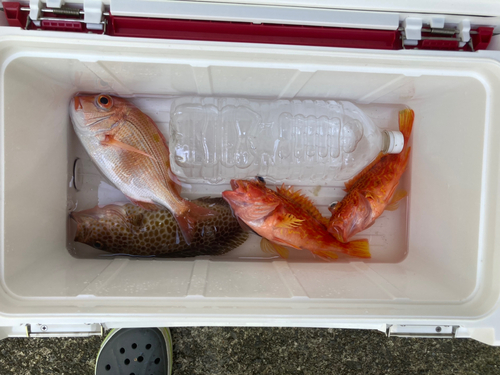 レンコダイの釣果