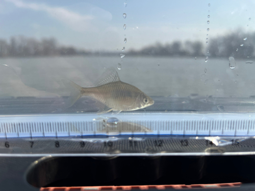 タナゴの釣果