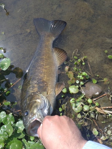 スモールマウスバスの釣果