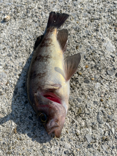 メバルの釣果