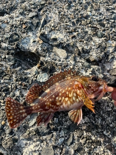 カサゴの釣果