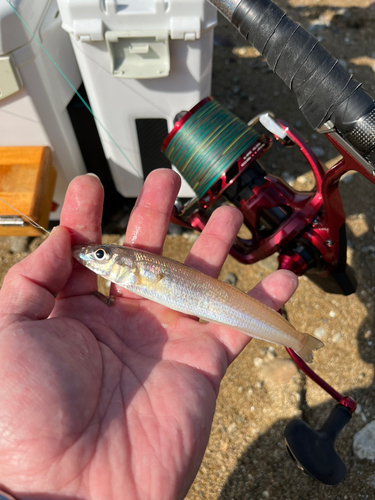 シロギスの釣果