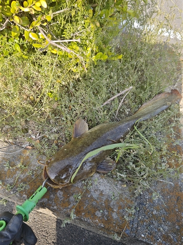 ナマズの釣果