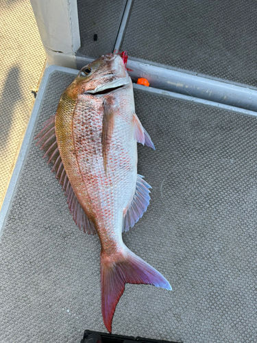 マダイの釣果