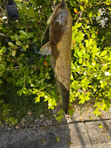 ナマズの釣果