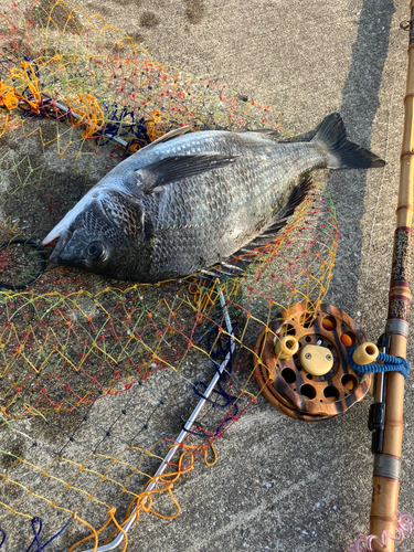 クロダイの釣果