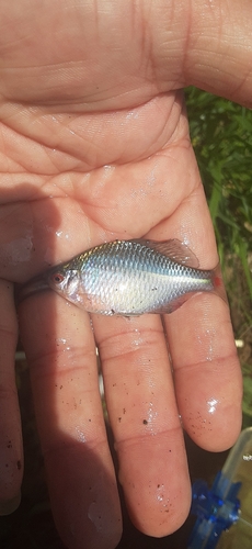 タイリクバラタナゴの釣果