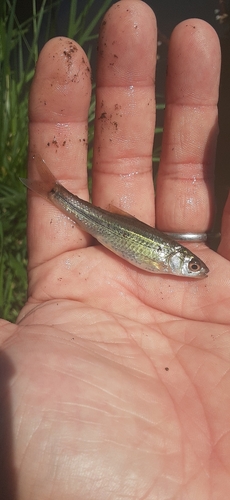 モロコの釣果