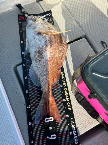 マダイの釣果