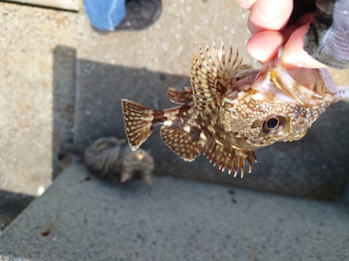 カサゴの釣果