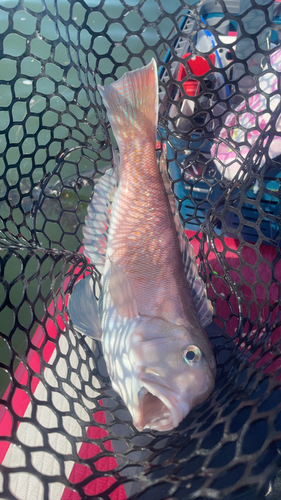 シロアマダイの釣果