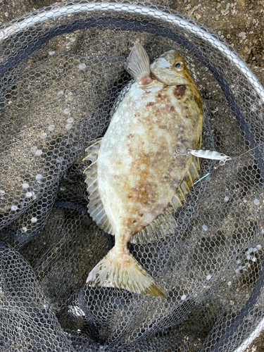 アイゴの釣果