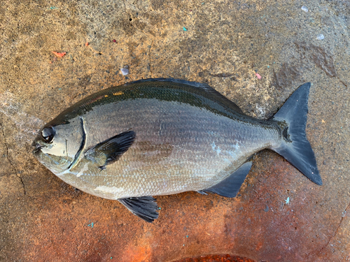 イスズミの釣果