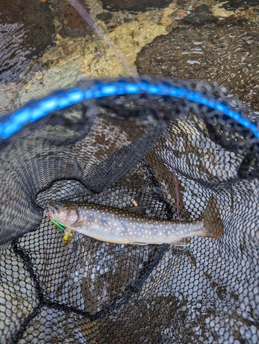 イワナの釣果