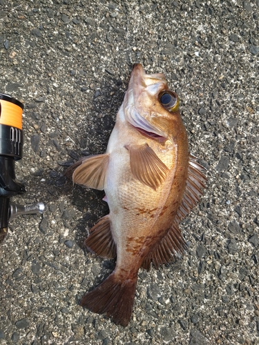 シロメバルの釣果