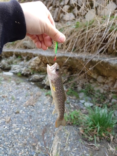 イワナの釣果