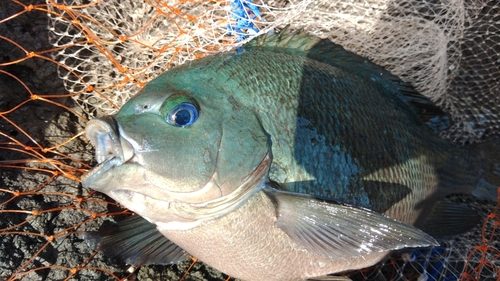 グレの釣果