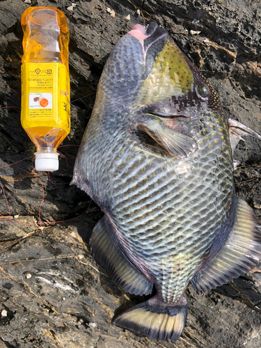 ゴマモンガラの釣果