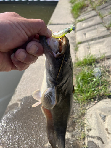 ナマズの釣果