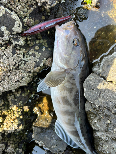 ホッケの釣果