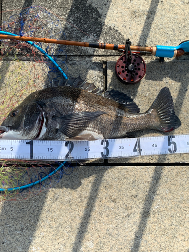 クロダイの釣果