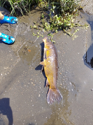 コイの釣果