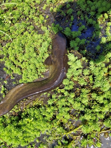 立日橋