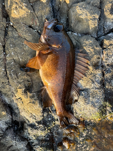 メバルの釣果