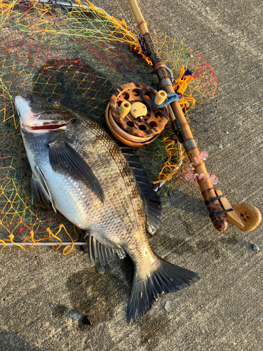 クロダイの釣果