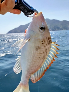 イトヨリダイの釣果