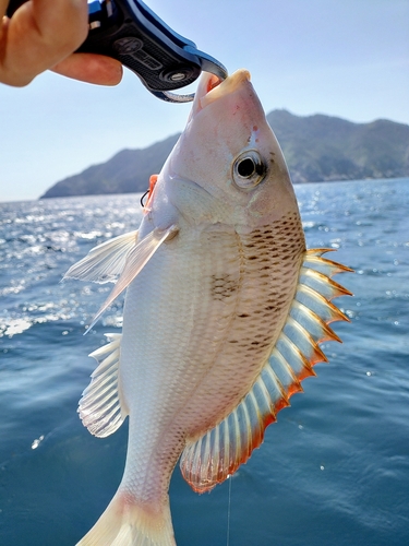 イトヨリダイの釣果