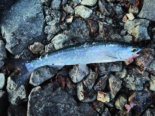 ヒメマスの釣果