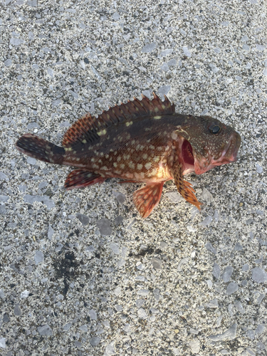 カサゴの釣果