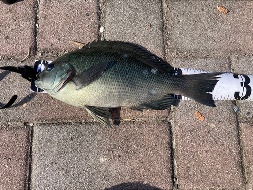 グレの釣果