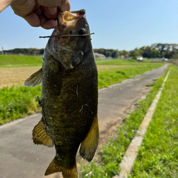 スモールマウスバス