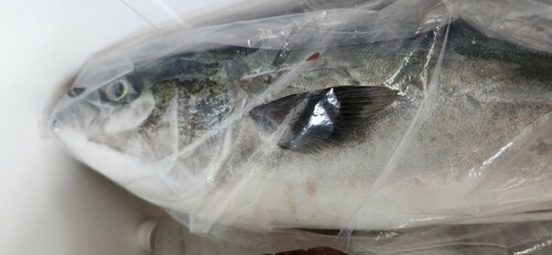 ハマチの釣果