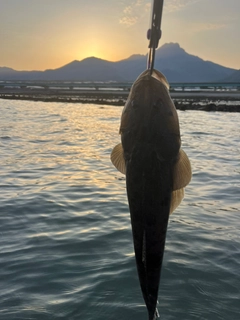 マゴチの釣果