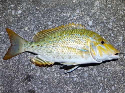 タマンの釣果