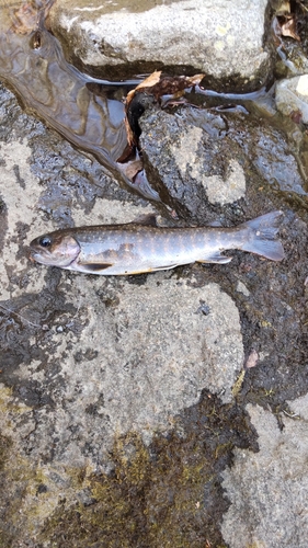 イワナの釣果