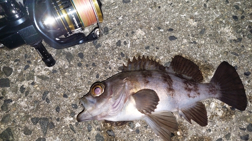 釣れるまで帰らん さんの 2023年05月23日のヒラメの釣り・釣果情報(香川県 - 備後灘) - アングラーズ